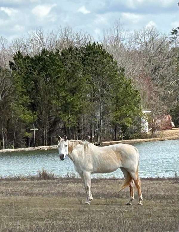 trail-quarter-horse