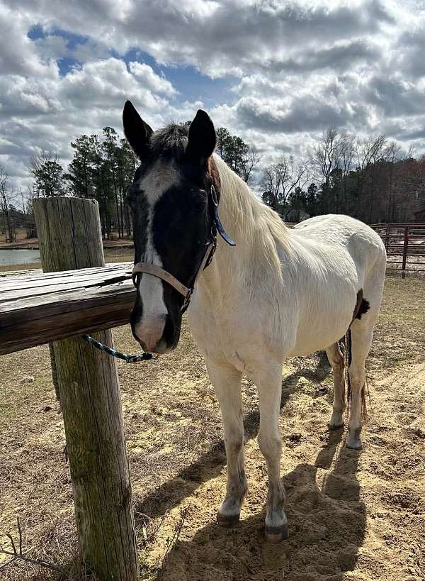 black-white-horse