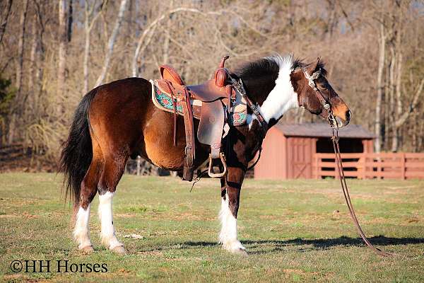 all-around-pony