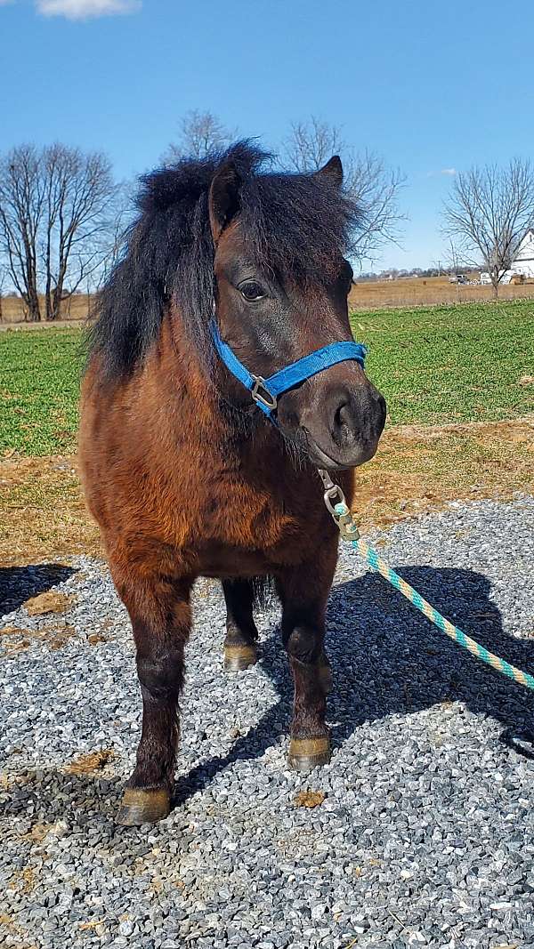 beginner-novice-shetland-pony