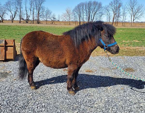 beginners-shetland-pony