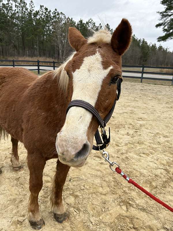 backs-haflinger-horse