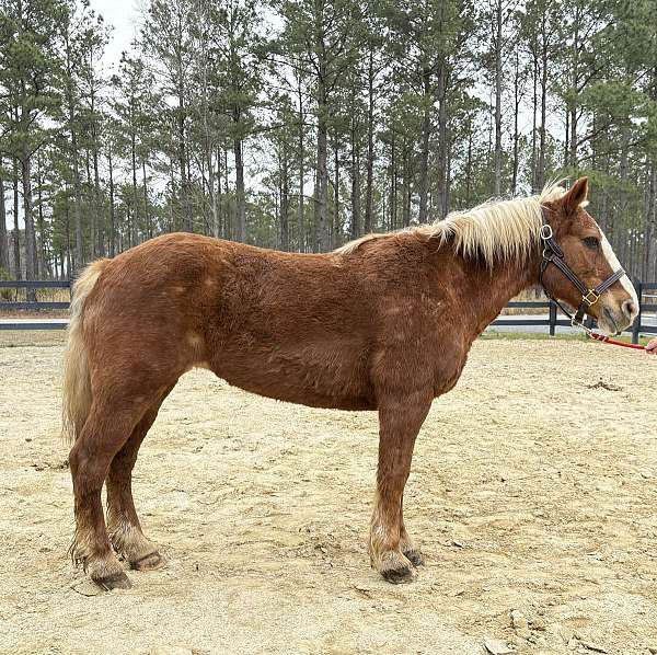 beginners-horse-haflinger