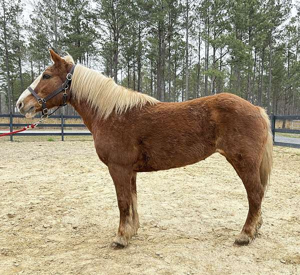 great-kids-haflinger-horse