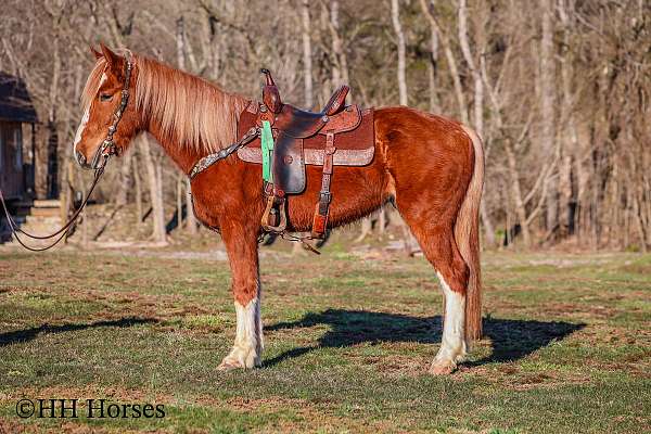 trail-cla-belgian-horse