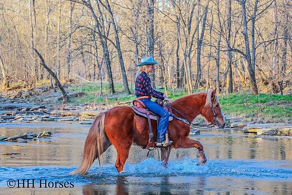 all-around-belgian-horse