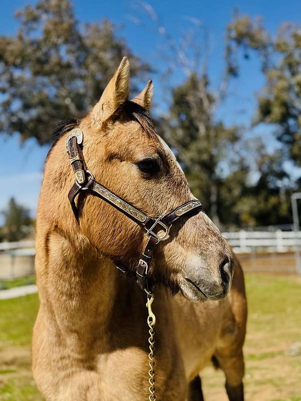 dun-roan-aqha-stallion