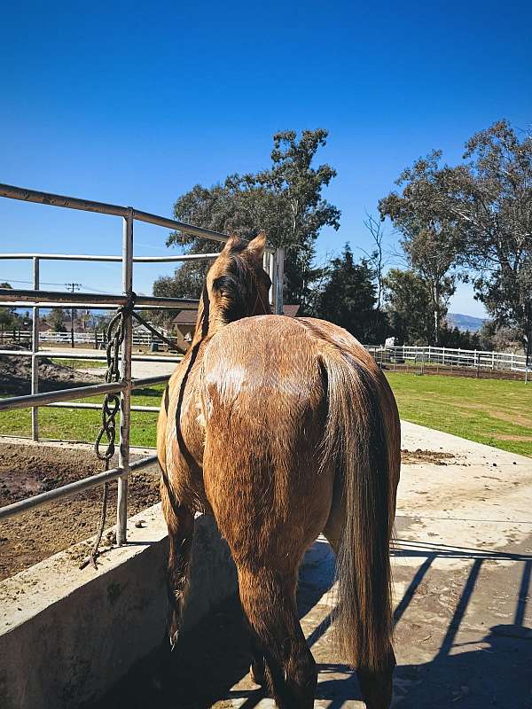 dun-roan-started-under-saddle-horse