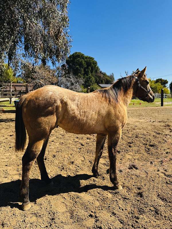 dun-roan-western-pleasure-horse