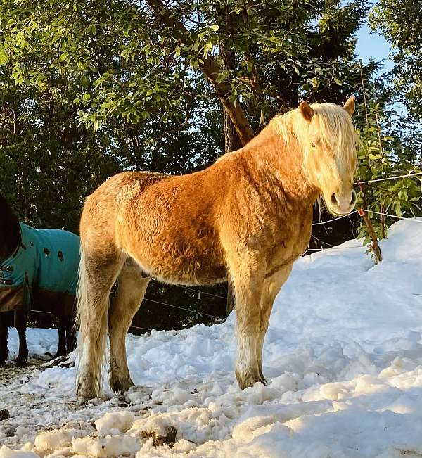 palomino-stripe-horse