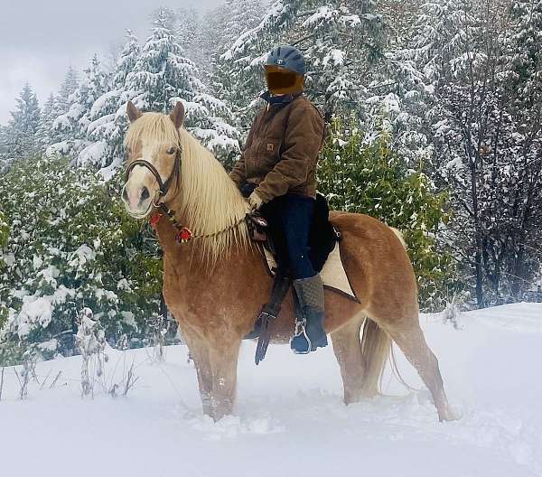 palomino-haflinger-gelding