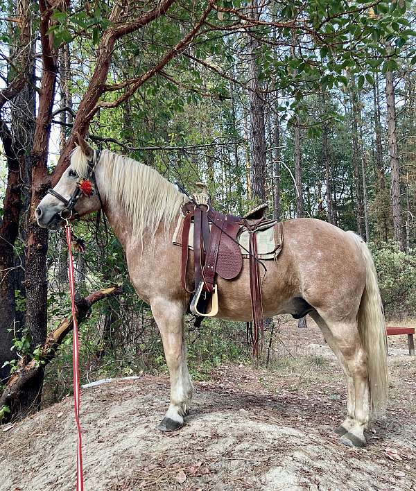 stripe-horse
