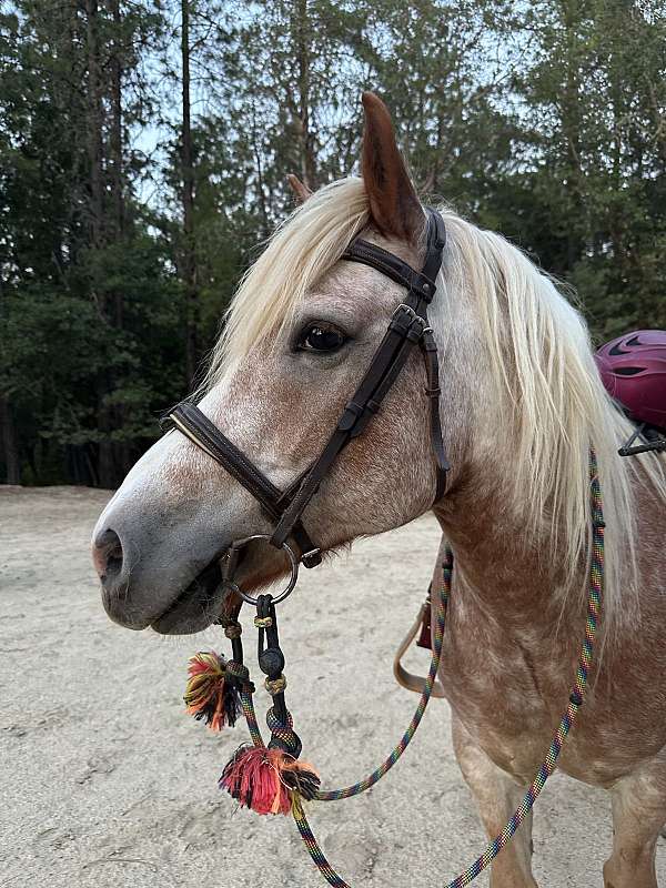 palomino-haflinger-gelding