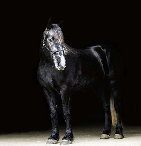 all-around-percheron-horse