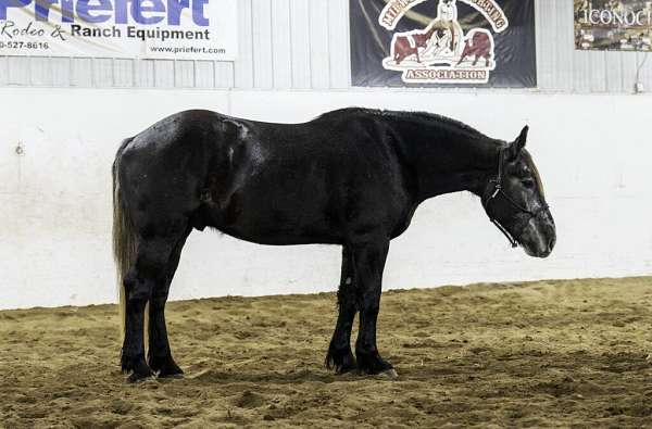 driving-percheron-horse