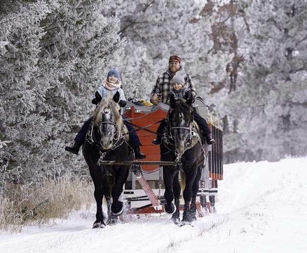 cross-percheron-horse