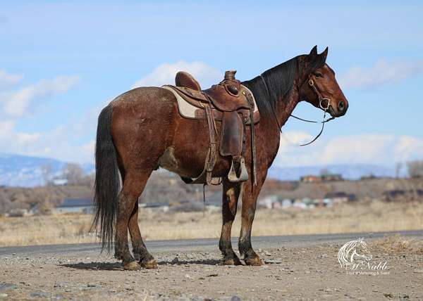 all-around-quarter-horse