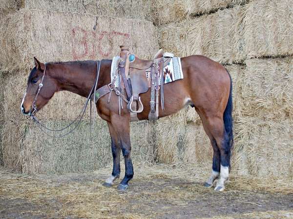 flashy-quarter-horse