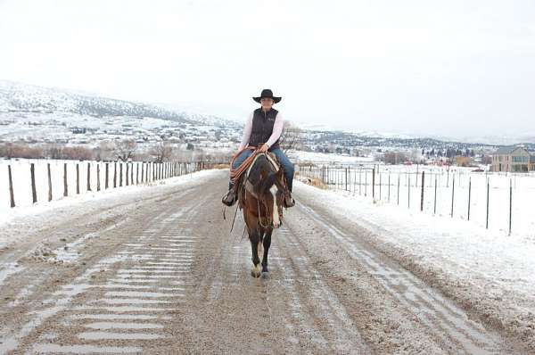 ranch-quarter-horse