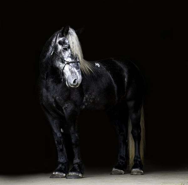 all-around-percheron-horse