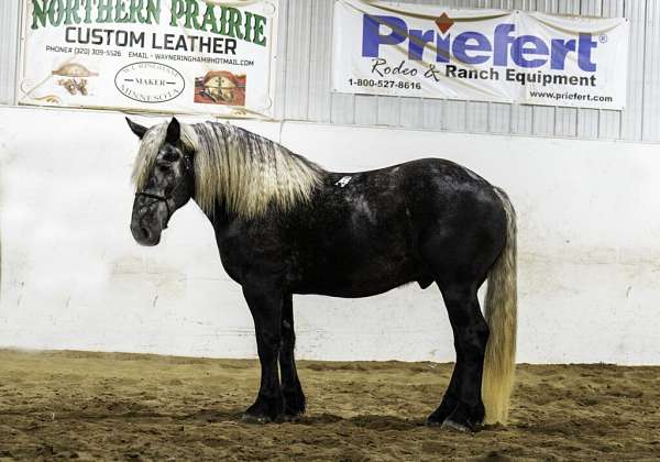 driving-percheron-horse