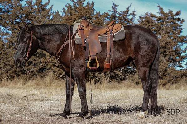 all-around-draft-horse