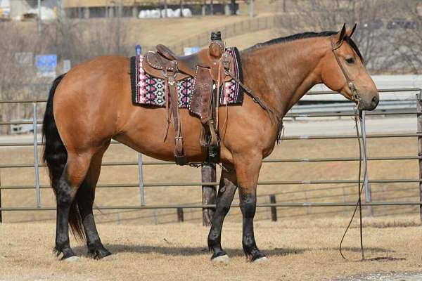 all-around-draft-horse