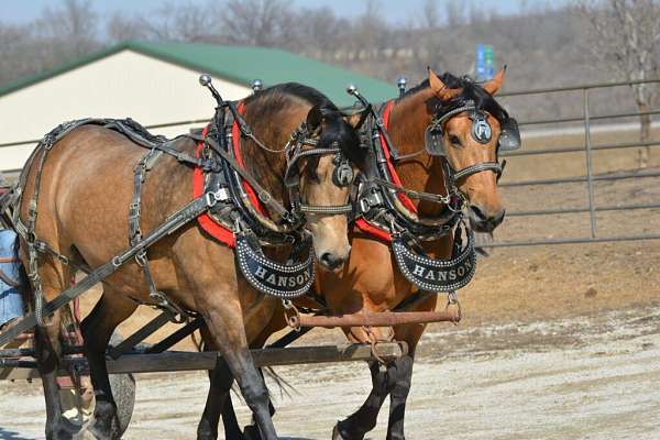 cross-draft-horse