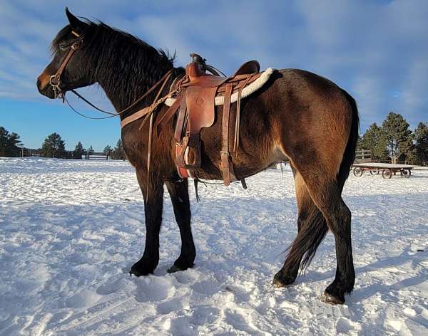 all-around-percheron-horse