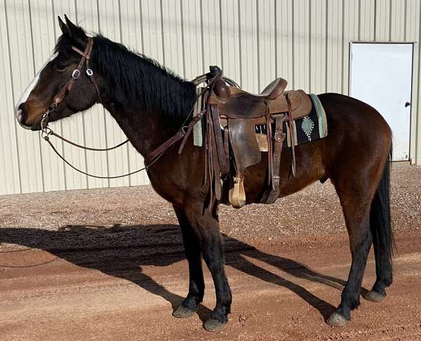 all-around-quarter-horse