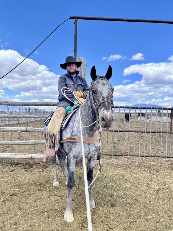 all-around-appaloosa-horse