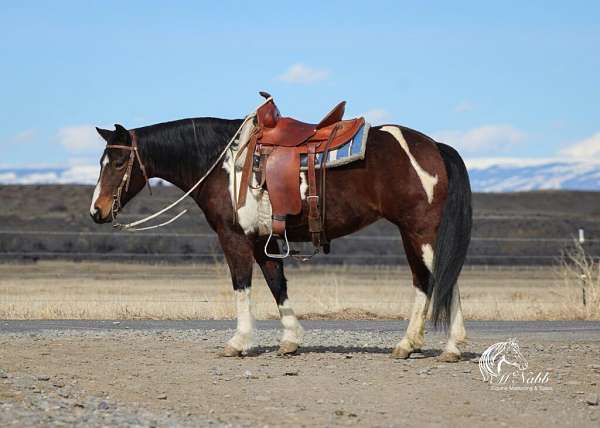 all-around-quarter-horse