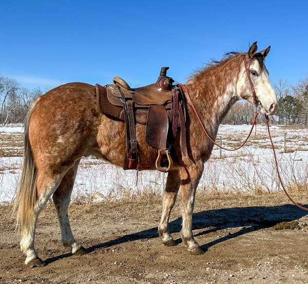 all-around-paint-horse