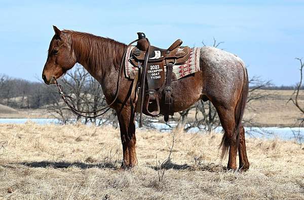 all-around-quarter-horse