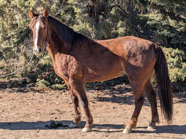 all-around-quarter-horse