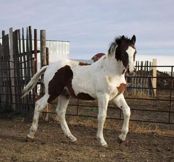 bay-percheron-stallion