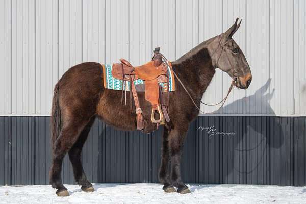 all-around-mule