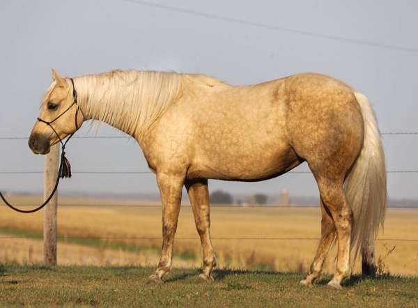 all-around-quarter-horse