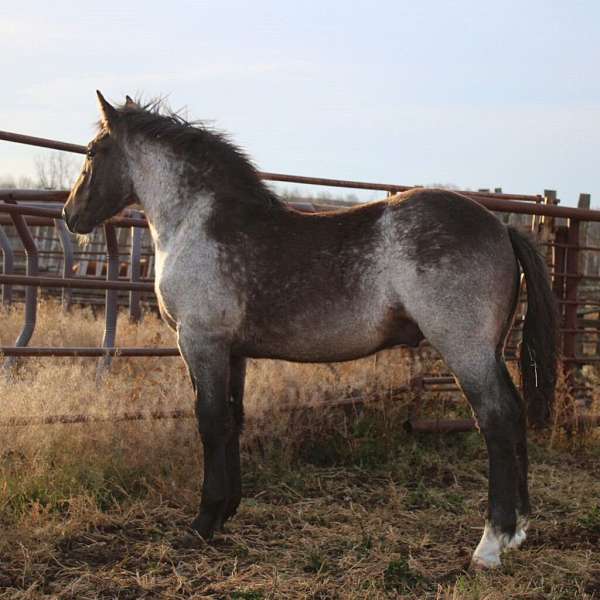 bay-draft-percheron-colt