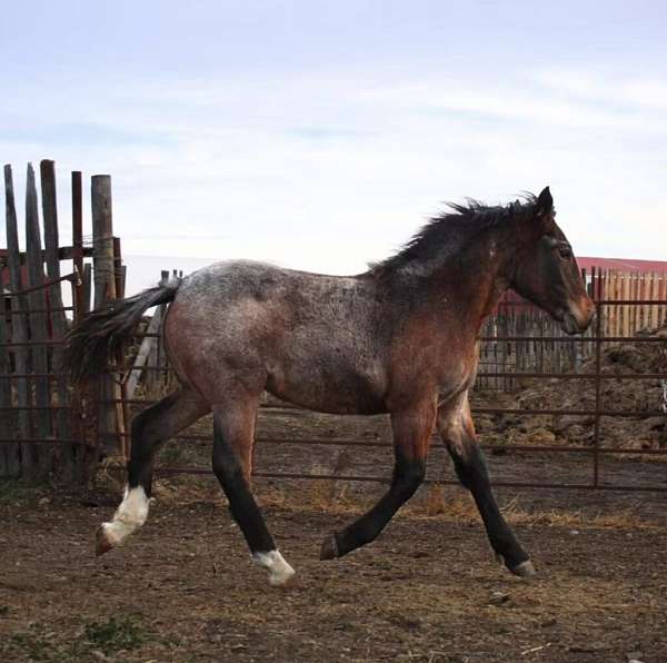 bay-roan-draft-filly