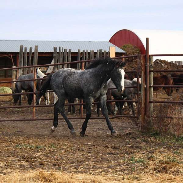 all-around-draft-horse