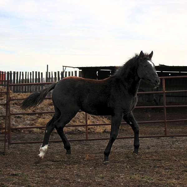 all-around-draft-horse