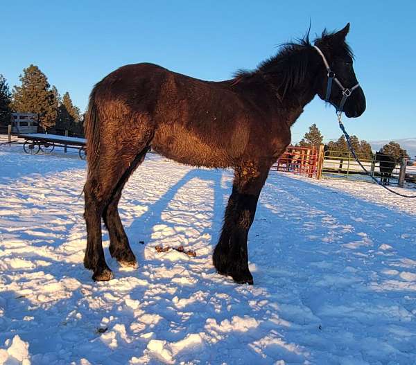 black-belgian-stallion