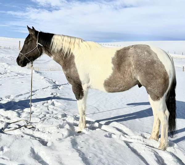 all-around-draft-horse