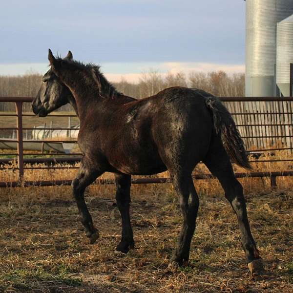 all-around-draft-horse