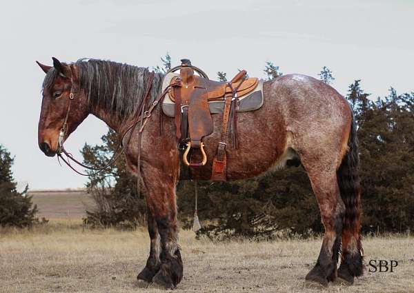 all-around-draft-horse