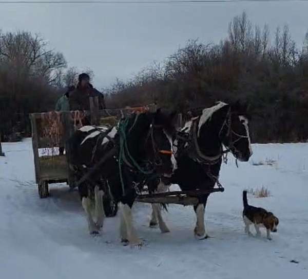 black-white-draft-paint-horses-for-sale