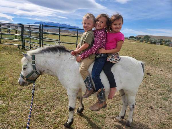 white-companion-trail-pony