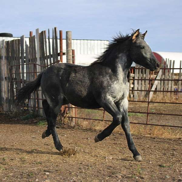 all-around-draft-horse