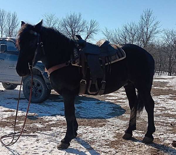 all-around-cross-friesian-percheron-horse